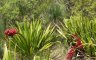Doryanthes palmeri-6.jpg